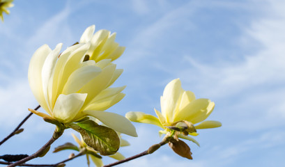 Blooming yellow magnolia 