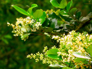 white flowers of a tree in spring