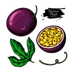 Passion fruit vector drawing set. Hand drawn tropical food illustration. Summer passionfruit objects.