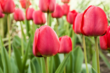 pink tulips background