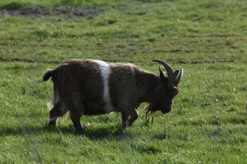 Fototapeta premium goat on a meadow