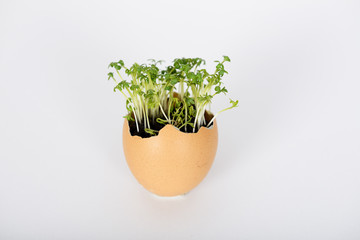 The egg with soil and growing microgreens plants inside