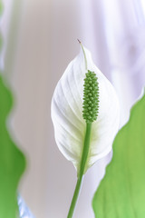 White spathiphyllum with green leaves in blossom.white Peace Lily flower, Spathiphyllum cannifoliu with green bokeh background and sunlight form left side, selective focus.Sun rays.Copy space