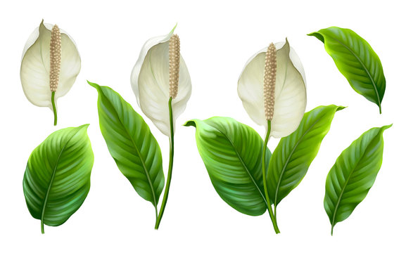 Illustrations of Anthurium flowers. Digital art