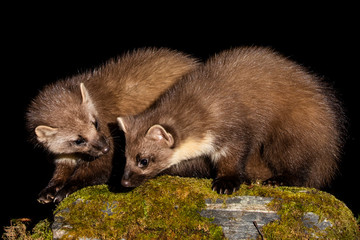 Obraz premium Pine Marten pair