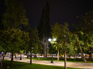 Fototapeta premium trees in the park at night