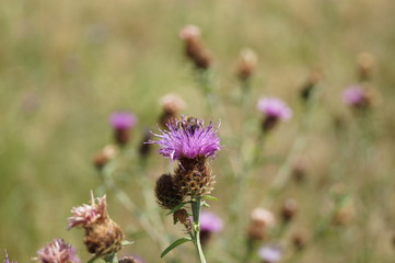 A picture captured with nice bokeh in the nature, with a bee, a spider and some colorful flowers, in Baden-Baden, Germany