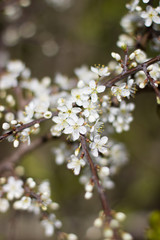 weiße Blüten im Frühling 