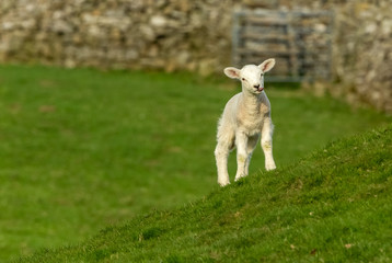 Cheeky little lamb in the Yorkshire Dales poking out her tongue.  Landscape, horizontal.  Space for copy.