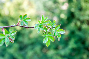 Piękny wiosenny czas, rozkwitające zielone listki na gałęziach