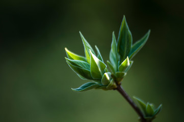 Fototapeta na wymiar Piękny wiosenny czas, rozkwitające zielone listki na gałęziach