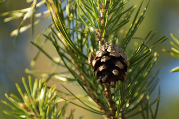 szyszka sosnowa na gałęzi © Jacek