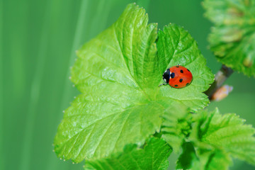 Eco friendly concept - ladybug on a leaf in the garden in close-up.