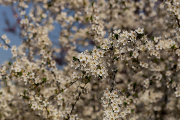 Plum blossom in April. White flowers of fruit tree. Bees and other insects pollinate flowers.