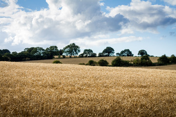 Fototapeta premium Wheat field