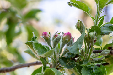 Apple tree bud close up, macro photo