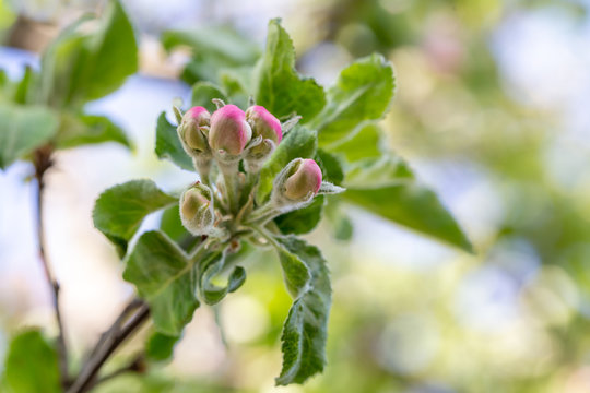 Apple tree bud close up, macro photo