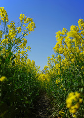 Im Rapsfeld