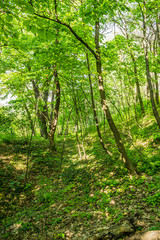 Trees suspicions public park in the city of Novi Sad