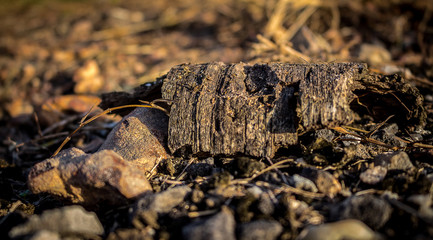 casca de árvore sob pedras