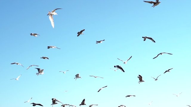 flock of birds on blue sky