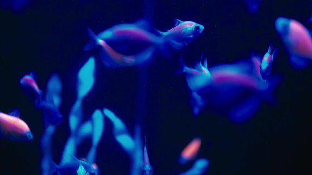 Colorful fluorescent glofish danio in slowmotion in the aquarium.