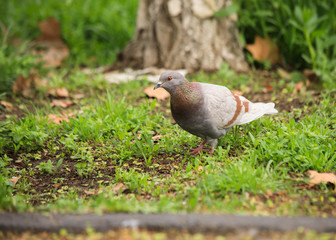 The beautiful dove