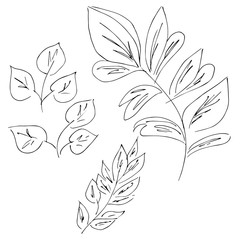Hand Drawn  Illustrations Of Abstract Set of leaves Isolated on White. Hand Drawn Sketch of a leaves