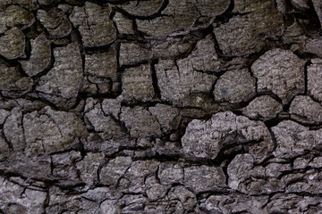 Texture of natural tree bark for background