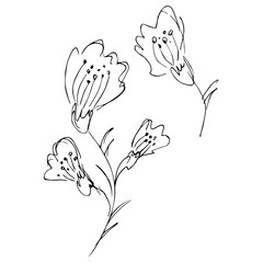 Hand Drawn  Illustrations Of Abstract Set of Flowers Isolated on White. Hand Drawn Sketch of a Flowers