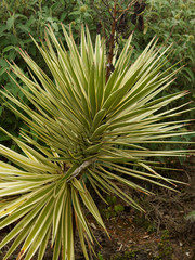 Yucca aloifolia -  Aloe yucca or Spanish bayonet ornamental plant in Europe
