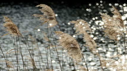 Schilf  Orankesee  Berlin 