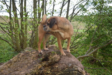 Hund auf Baumstamm 3
