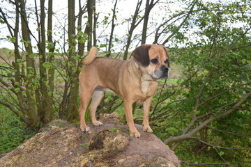 Hund auf Baumstamm 4