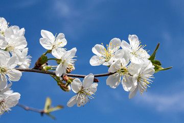 White flowers on a branch against the blue sky