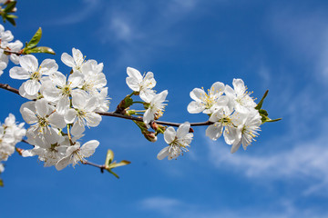 Gałąź wiśni pokryta białymi kwiatami na tle błękitnego nieba - obrazy, fototapety, plakaty