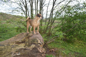 Hund auf Baumstamm 10