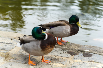 two cute duck in Japanese Garden next to the pool