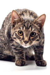 Cat on white background