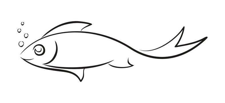 A Sketch of the sea fish.