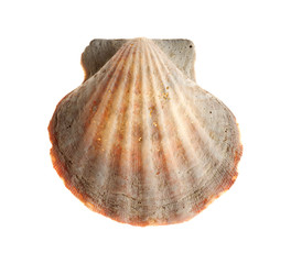 shell isolated on white background