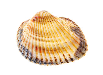shell isolated on white background, selective focus