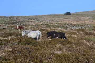 Dartmoor pony