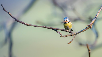 Blaumeise beim Nestbau