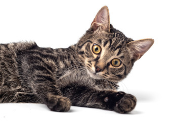 Cat on white background