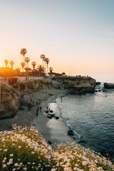 Flowers and view of a beach at sunset, in La Jolla, San Diego, California