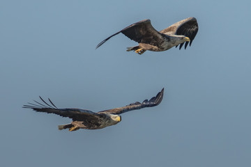 adler über dem meer