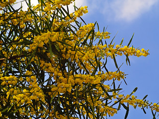 Beautiful colorful mimosa (Acacia Baileyana) tree detail full of yellow flowers. Contrast with blue sky. Vibrant spring image.