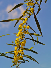 Beautiful colorful mimosa (Acacia Baileyana) tree branch full of yellow flowers on blue sky with some clouds background. Vibrant spring image.