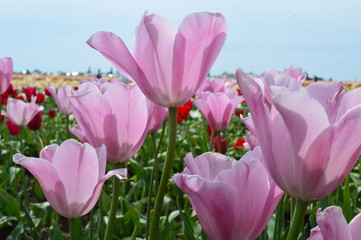 Pink Tulips at Wooden Shoe Tulip Festival in Woodburn Oregon